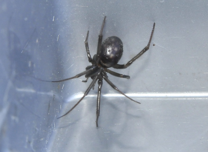 Steatoda grossa - Firenze (FI)